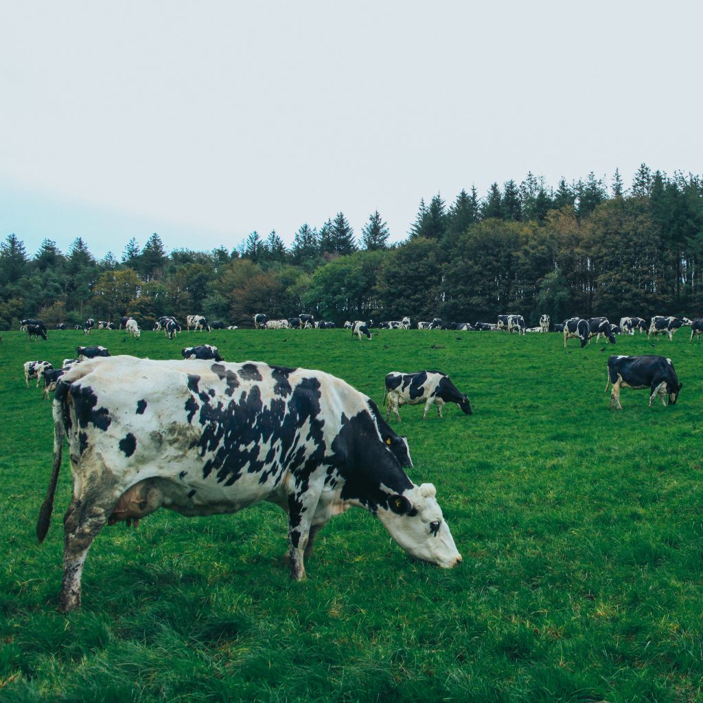 The Farms – Five Farms Irish Cream Liqueur
